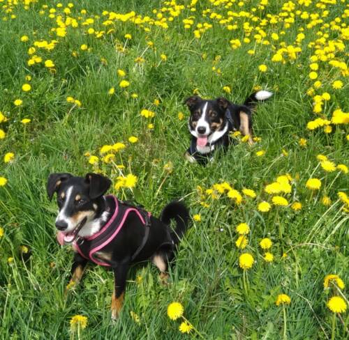 Fruehling und hund Borderzeller